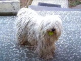 Un Puli et sa balle de tennis