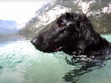 Un Flat Coated Retriever se baigne dans un lac en Slovénie