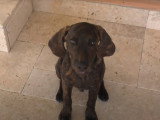 Un chiot Plott Hound gourmand, joueur et attaché à son maître
