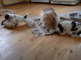 Une famille de Petit Basset Griffon Vendéen