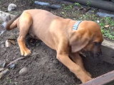 Un jeune Redbone Coonhound creuse dans le jardin