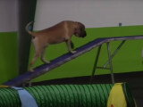Un Mastiff suit un cours d'agility