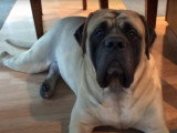 Le quotidien d'un Mastiff, entre déambulations dans la maison et jeux dans le jardin
