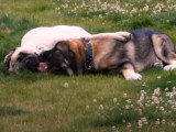 Un Mâtin Espagnol et un Mastiff