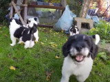 Des chiots Nizinny jouent dans le jardin