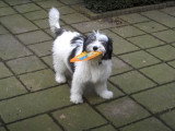 Un Nizinny fait le fou dans le jardin