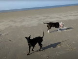 Un Manchester Terrier joue à la plage avec d'autres chiens