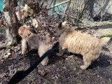 Des Norfolk Terrier, des Cairn Terrier et un Pinscher Nain