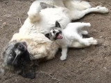 Un Mâtin des Pyrénées et un Jack Russell Terrier jouent