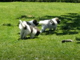 Des chiots Mâtin des Pyrénées apprennent à utiliser une longe