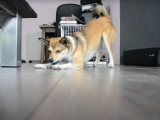 Un Lundehund face à un insecte