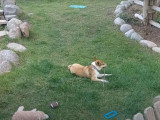 Un Lundehund bien occupé avec son bâton
