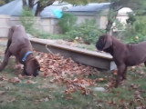 Des Korean Mastiff jouent en meute dans le jardin