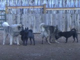 Des Kai Ken et des Berger du Caucase jouent ensemble