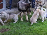 Une famille de Northern Inuit Dog