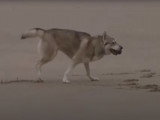Un Inuit du Nord joue à la plage