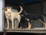 Deux jeunes Kelpie Australien jouent ensemble sous la surveillance d'un adulte