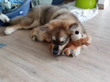 Quelques scènes de vie d'un Chien Finnois de Laponie de 4 mois
