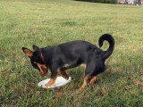 Un Lancashire Heeler joue au frisbee
