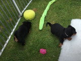 Des chiots Lancashire Heeler jouent dans un parc