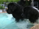Un Landseer et un Terre Neuve à la piscine
