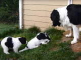 Les premiers mois d'une charmante portée de Landseer