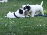 Des chiots Landseer jouent dans le jardin