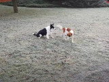 Un Kooikerhondje et un Border Collie font les fous