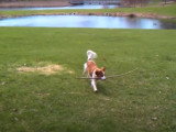 Le quotidien d'un Kooikerhondje très actif