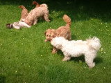 Une famille de Labradoodle joue dans le jardin