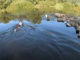 Petite baignade pour des Kromfohrländer en vacances