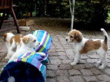 Des chiots Kromfohrländer jouent à se battre ensemble