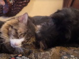 Complicité entre un chien Labradoodle et un chat Maine Coon