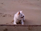 Un Esquimau américain à la plage