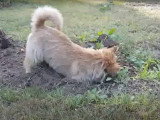 Un Norwich Terrier fait un trou dans le jardin