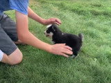 Un adorable et tout mignon chiot Pomsky