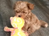 Un chiot Maltipoo joue à mâchouiller une peluche