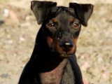 Merlin, un Manchester Terrier plein de vitalité