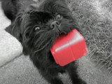 Des chiots Affenpinscher qui aiment se promener et jouer