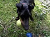 Un Manchester Terrier joue à la balle dans le jardin