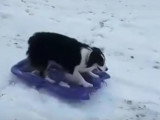 Un chien Border Collie s'amuse à faire de la luge