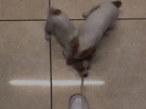 Deux chiots s'amusent comme des fous avec les lacets de leur maître