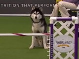 Un Husky Sibérien peu intéressé par le parcours d'agility