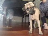 Un chiot Poxer joue avec des bulles de savon