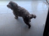 Un Pugapoo se promène dans son jardin