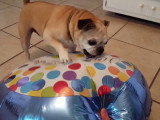 Un Bullpug tente d'attraper un ballon gonflé à l'hélium
