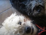 Deux chiots Pugapoo rentrent d'une balade