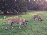 Deux Bullpugs se baladent dans un parc.