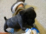 Miles, un adorable chiot Bugg