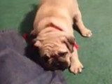 Un Bullpug joueur tire les vêtemens de son maître